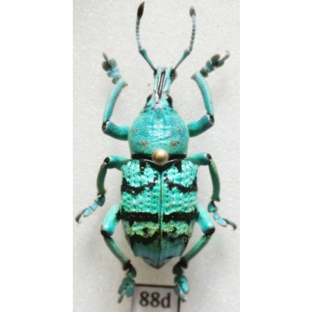 Eupholus chevrolati Guérin-Meneville, 1830 Indonesia, Aru Is88d